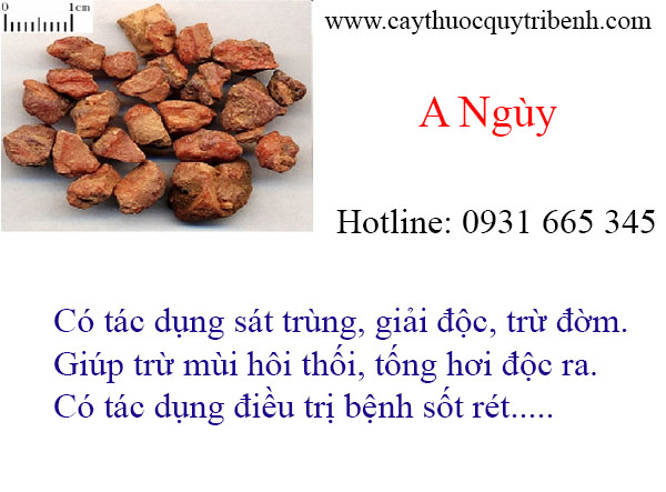 mua-a-nguy-uy-tin-chat-luong-tai-tp-hcm
