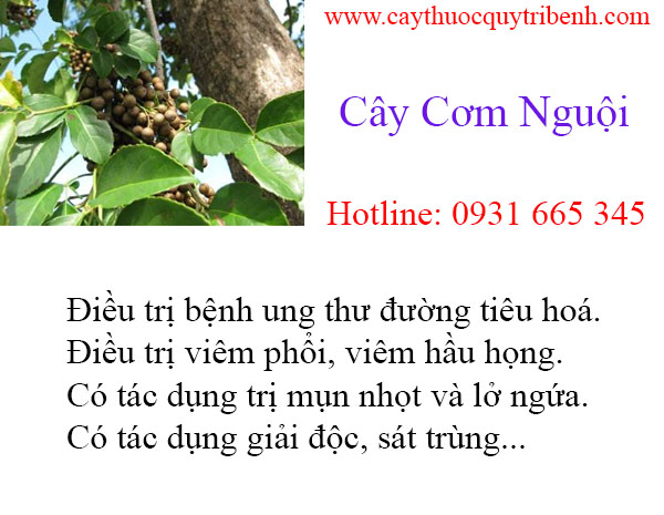 mua-cay-com-nguoi-uy-tin-chat-luong-tai-tp-hcm