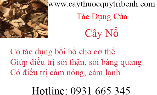 mua-cay-no-chat-luong-tai-tp-hcm