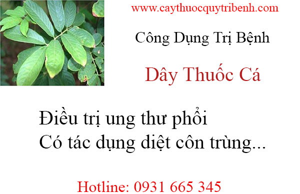 mua-day-thuoc-ca-chat-luong-tai-tp-hcm