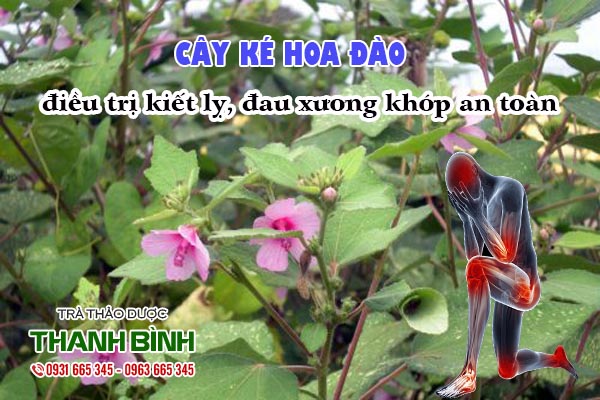 Cây ké hoa đào Thảo dược Thanh Bình