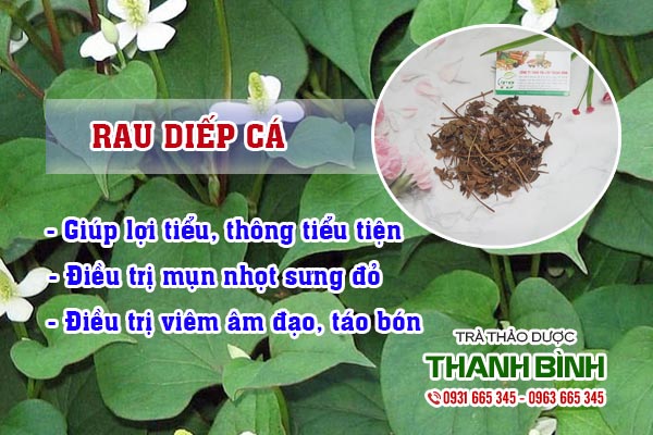 Rau diếp cá Thảo dược Thanh Bình