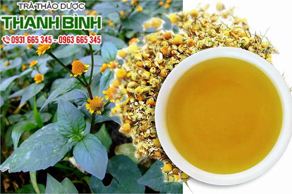 cay-cuc-ao-thao-duoc-thanh-binh