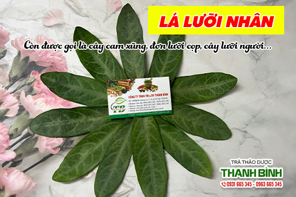 la-luoi-nhan-thanh-binh