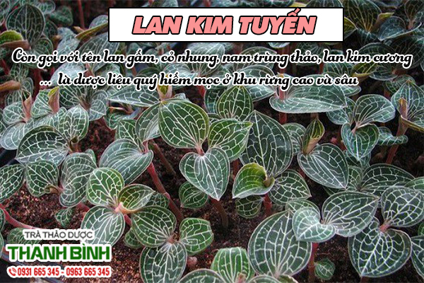 lan-kim-tuyen-thanh-binh-1