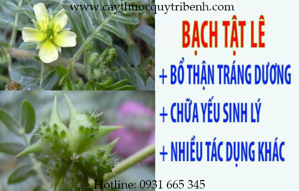 bạch tật lê