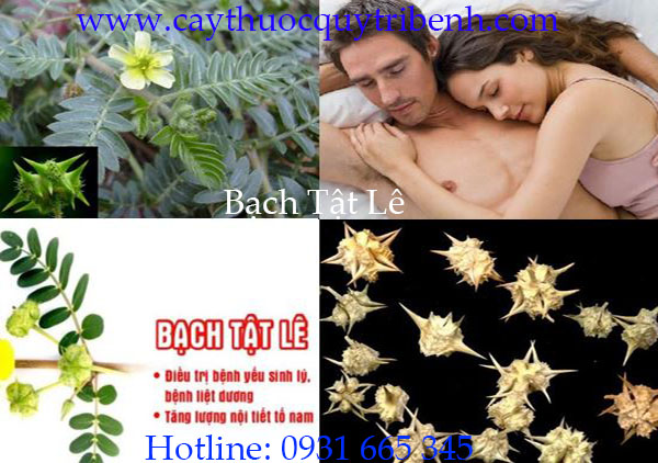 bạch tật lê