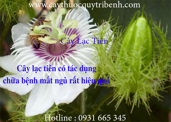cây lạc tiên
