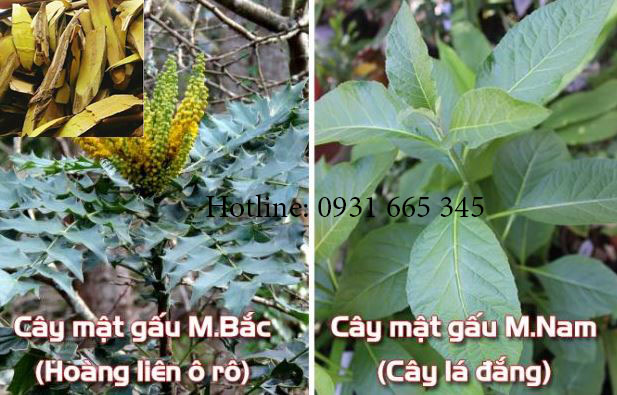 Mua-ban-cay-mat-gau-tai-tp-hcm-uy-tin-nhat
