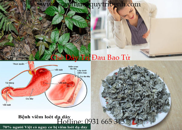 chè dây