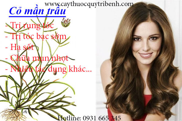 cỏ mần trầu