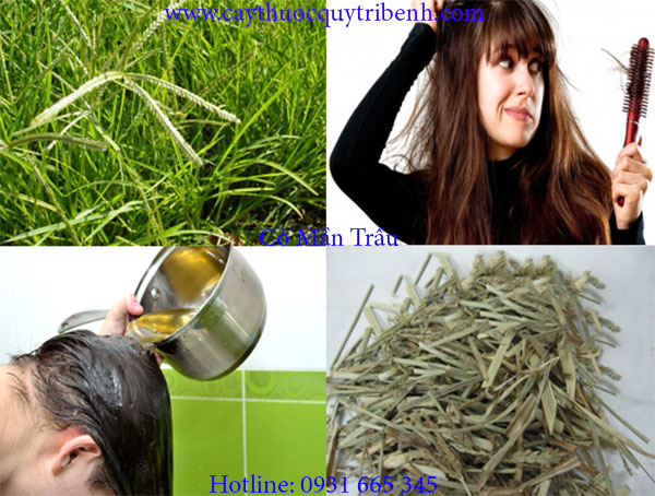 cỏ mần trầu