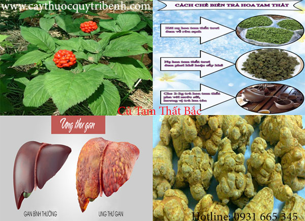củ tam thất bắc