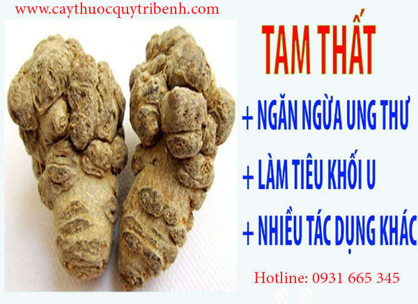 củ tam thất bắc
