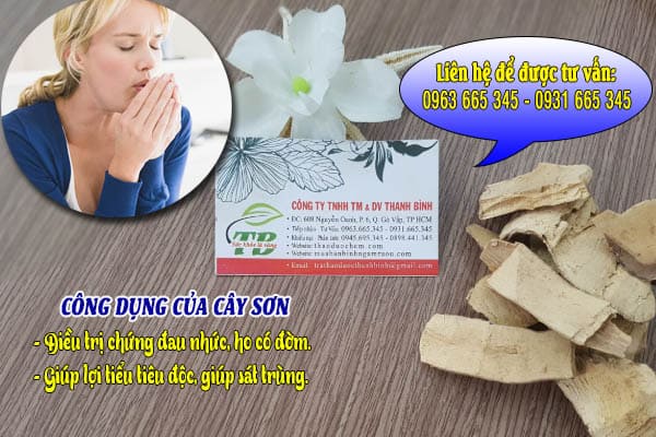 cây sơn thảo dược thanh bình