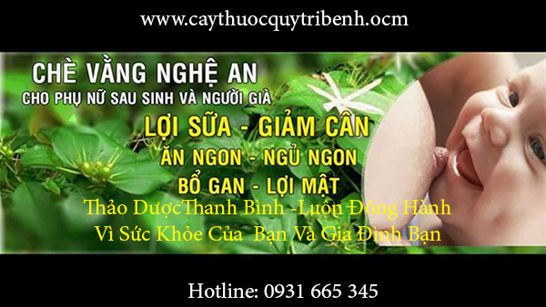 mua-ban-cay-che-vang-o-dau-tai-tp-hcm