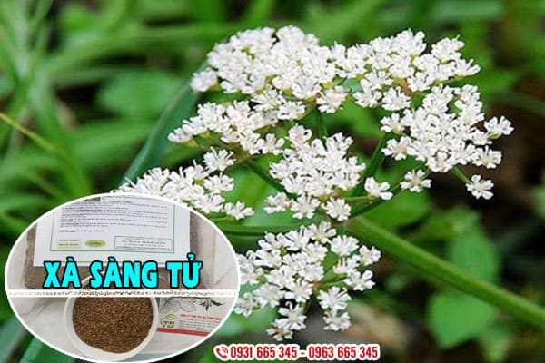 xà sàng tử thảo dược thanh bình