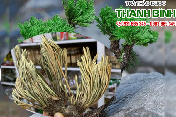 Truong sinh thao 1