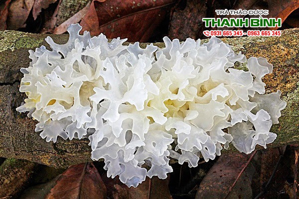 nam-tuyet-thanh-binh