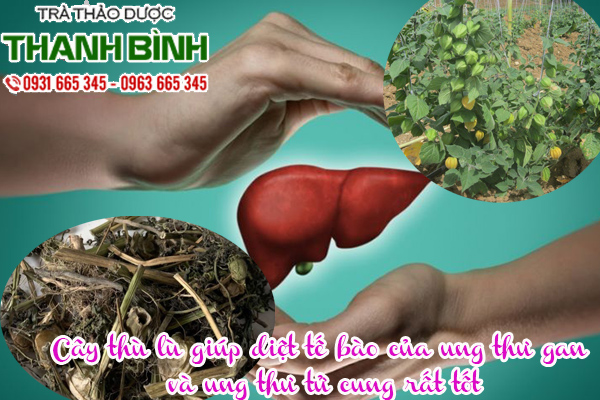 cay thu lu dieu tri benh hieu qua