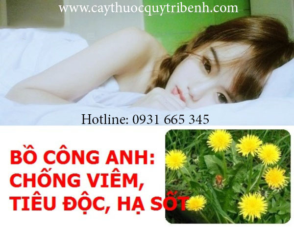 cây bồ công anh