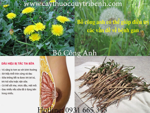cây bồ công anh