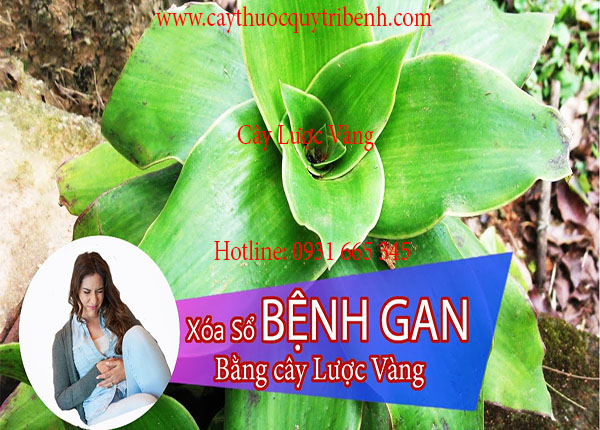 cây lược vàng