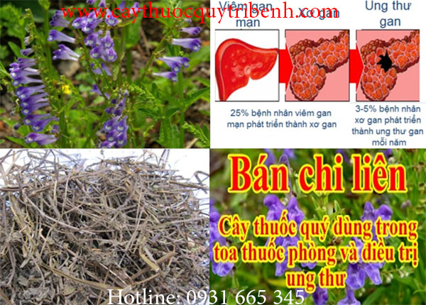 bán chi liên