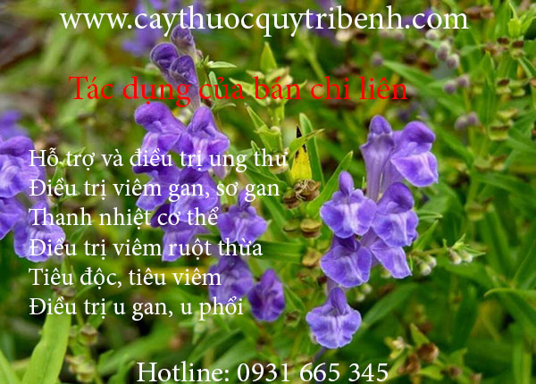 bán chi liên