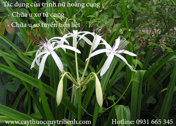 trinh nữ hoàng cung