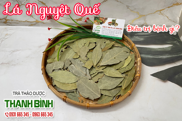 Lá Nguyệt Quế Thảo dược Thanh Bình