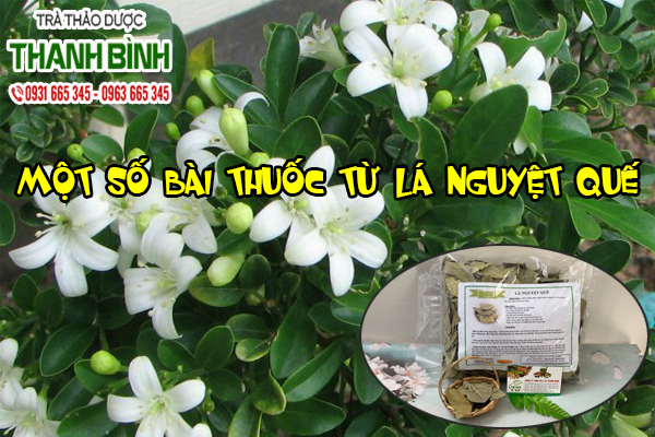 Lá Nguyệt Quế Thảo dược Thanh Bình