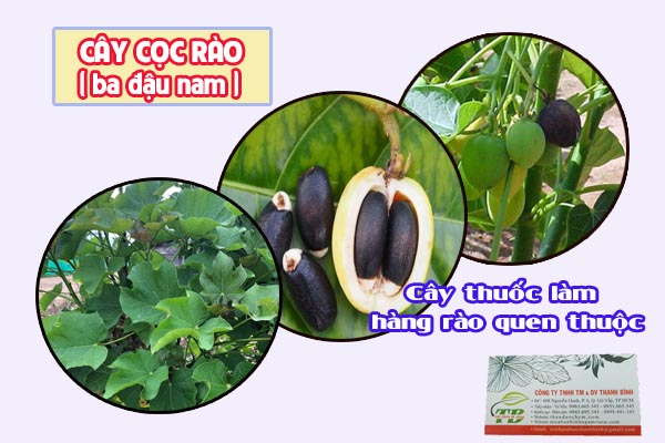 cây cọc rào Thảo dược Thanh Bình