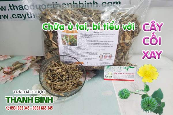 Cây cối xay Thảo dược Thanh Bình