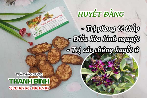 Cây huyết đằng Thảo dược Thanh Bình