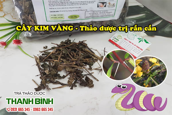 Cây kim vàng Thảo dược Thanh Bình