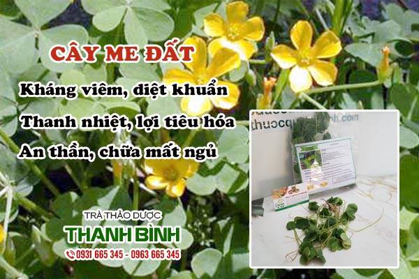 Cây me đất Thảo dược Thanh Bình