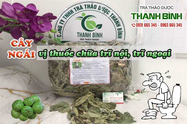 Cây ngái Thảo dược Thanh Bình