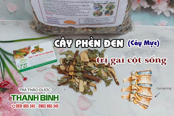 Cây phèn đen Thảo dược Thanh Bình