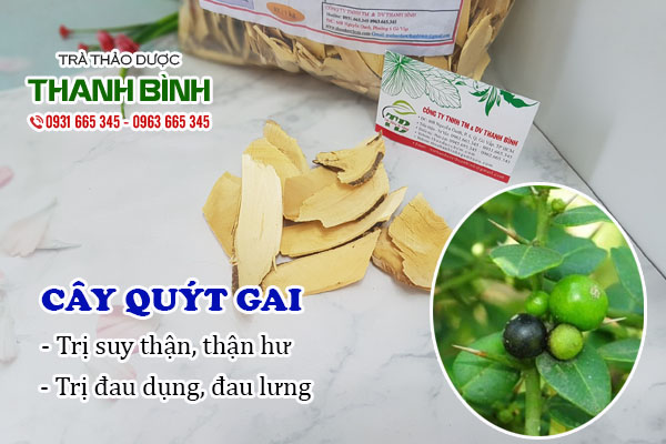 Cây quýt gai Thảo dược Thanh Bình
