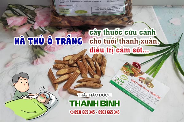Hà thủ ô trắng Thảo dược Thanh Bình