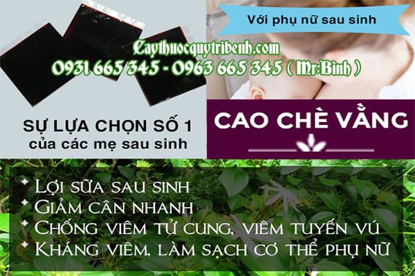 cao chè vằng thanh bình