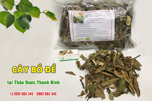 Cây bồ đề Thảo Dược Thanh Bình