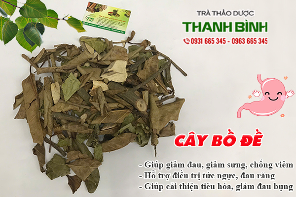 Cây bồ đề Thảo Dược Thanh Bình