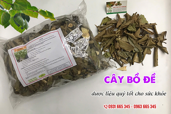 Cây bồ đề Thảo Dược Thanh Bình