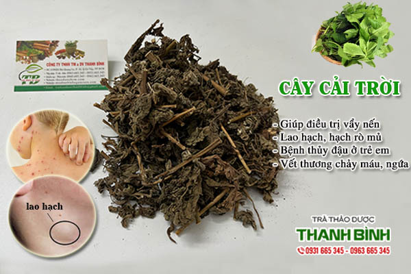 Cây cải trời Thảo Dược Thanh Bình