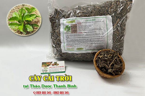 Cây cải trời Thảo Dược Thanh Bình