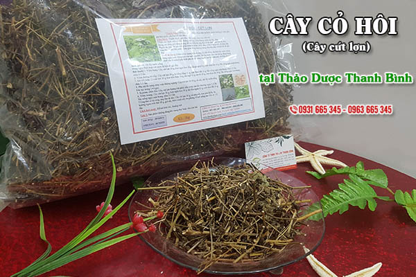 Cây cỏ hôi (cây cứt lợn) Thảo Dược Thanh Bình