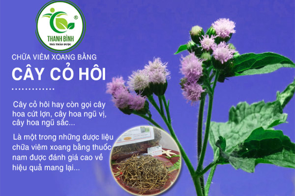 Cây cỏ hôi (cây cứt lợn) Thảo Dược Thanh Bình