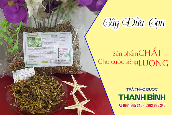 cây dừa cạn thảo dược thanh bình